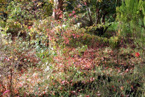 7 gb 21 oct 2012 097.jpg