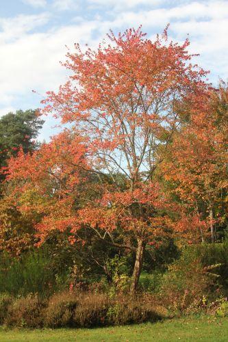 1 gb 21 oct 2012 105.jpg