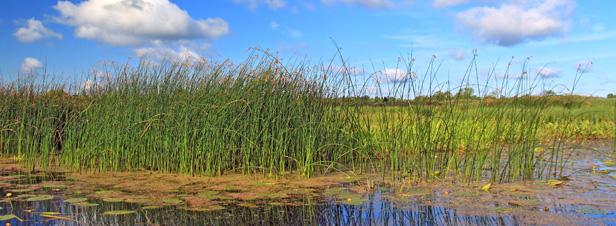 Zones humides : le cri d'alerte des spécialistes