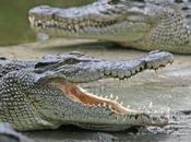 mâchoires crocodile sont plus sensibles doigts humains