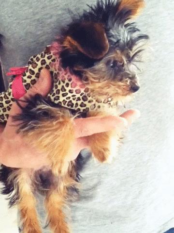 57256361 Nouvelle image dHannah, la chienne de Britney