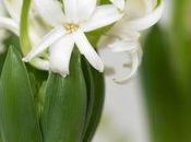 jacinthe, jolie petite plante pour parfumer maison
