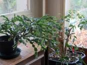 rusticité Schlumbergera