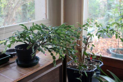 1 schlumbergera 28 nov 2012 016.jpg