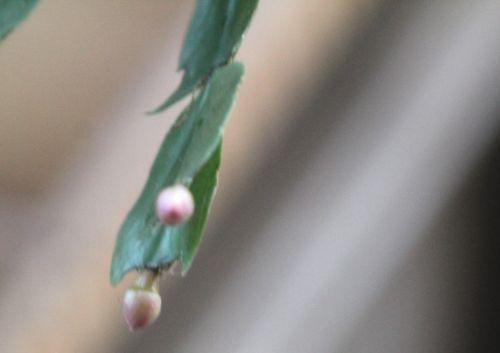 4 28 nov 2012 014.jpg