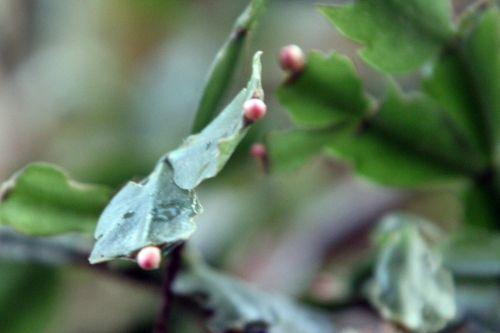 3 28 nov 2012 015.jpg