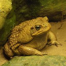 Des saucisses de crapauds buffle pour éviter les empoisonnements