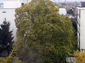 salaud Littré Saint-Maur abattu!