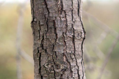 6 pyrus salicifolia paris 10 nov 2012 081 (1).jpg