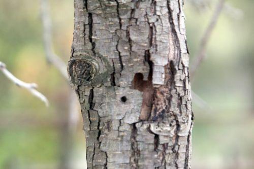 5 pyrus salicifolia paris 10 nov 2012 081.jpg