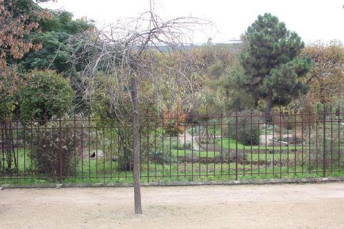 1 pyrus salicifolia paris 10 nov 2012 081 (5).jpg