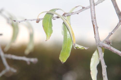 3 pyrus salicifolia paris 10 nov 2012 081 (3).jpg