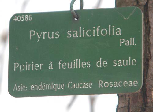 7 pyrus salicifolia paris 10 nov 2012 080.jpg