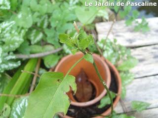 Bouture de Solanum