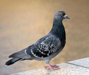 Le conte du pigeon