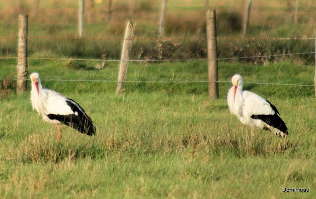 Cigognes en Automne dans le marais