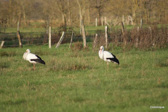 Cigognes en Automne dans le marais