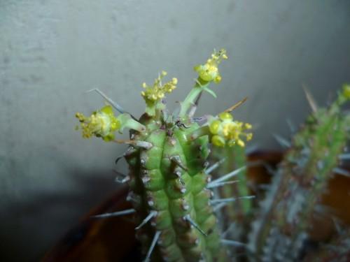 jardinage,plantes,saison,cactées,loisirs,journal intime