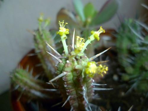 jardinage,plantes,saison,cactées,loisirs,journal intime