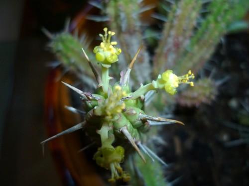 jardinage,plantes,saison,cactées,loisirs,journal intime