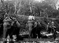 Travail du teck avec les éléphants au Siam en 1925 [MV]