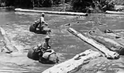 Travail du teck avec les éléphants au Siam en 1925 [MV]