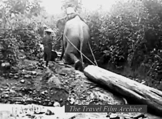 Travail du teck avec les éléphants au Siam en 1925 [MV]