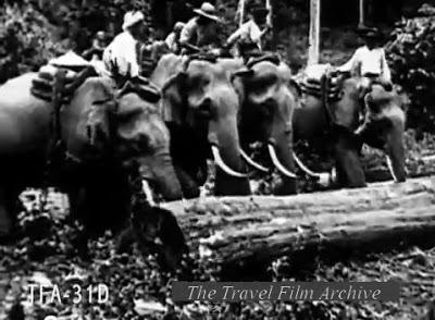 Travail du teck avec les éléphants au Siam en 1925 [MV]
