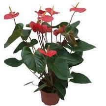 anthurium.jpg