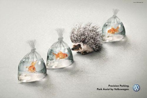 Hedgehog_and_fish_aotw.preview