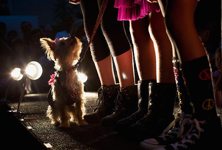 New York Pet fashion show