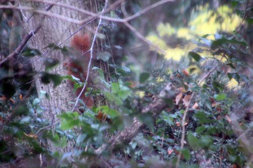 1 veneux 2 déc 2012 017.jpg