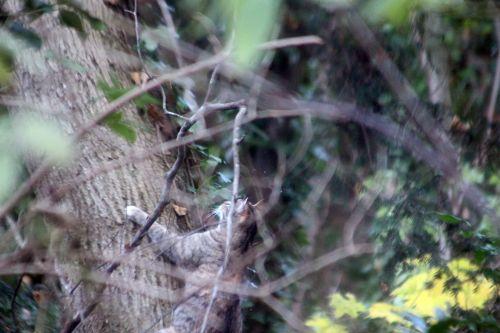 3 veneux 2 déc 2012 019.jpg