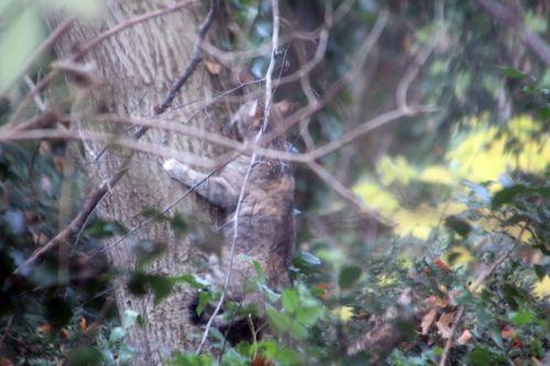 4 veneux 2 déc 2012 020.jpg