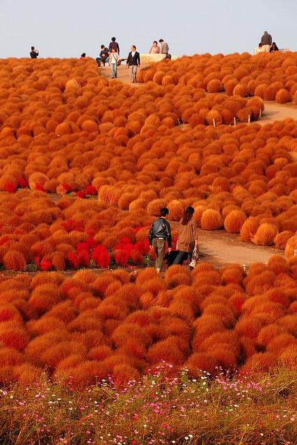 Hitachi Seaside Park, Ibaraki