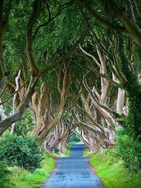the Dark Hedges, Northern Ireland