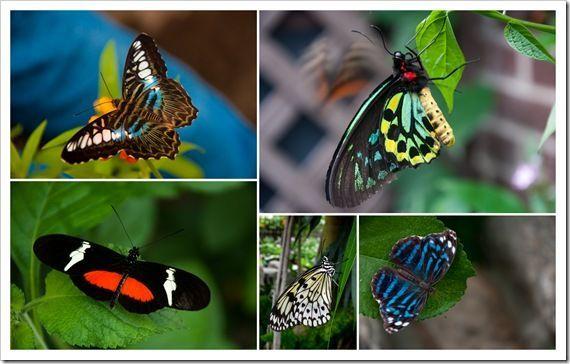 2012-08-26 Papillons Brookside Gardens
