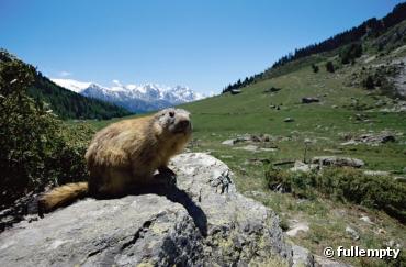 La Suisse reconnue comme ange gardien de la biodiversité