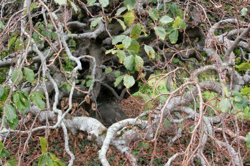 4 barres 13 oct 2012 008.jpg