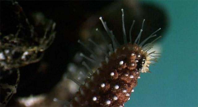 timelapse - Etoile des mers