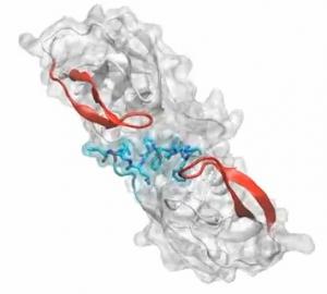 SIDA: La maturation du virus décryptée pour la première fois – PNAS