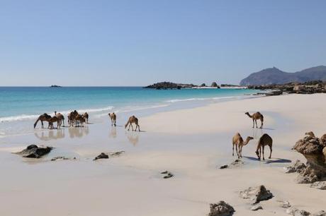Camels © OT Oman