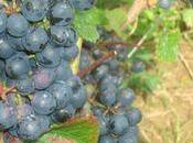 Participez création d'un vignoble associatif dans Ardennes