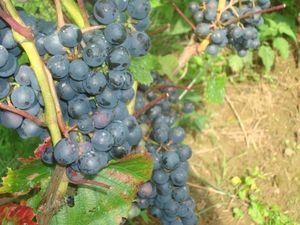 Vignes - Les Vignerons de Servion