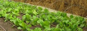 Le jardin en décembre : ce qu’il faut faire ce mois ci ! Salade sous serre