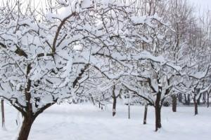 Le jardin en décembre : ce qu’il faut faire ce mois ci ! Jardin sous la neige
