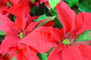 Poinsettia