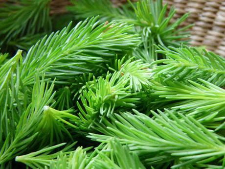 Guide pratique : choisir le bon sapin de noël