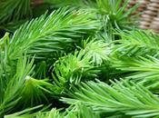 Guide pratique choisir sapin noël