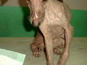 laissez pattes mourir dans l'indifference